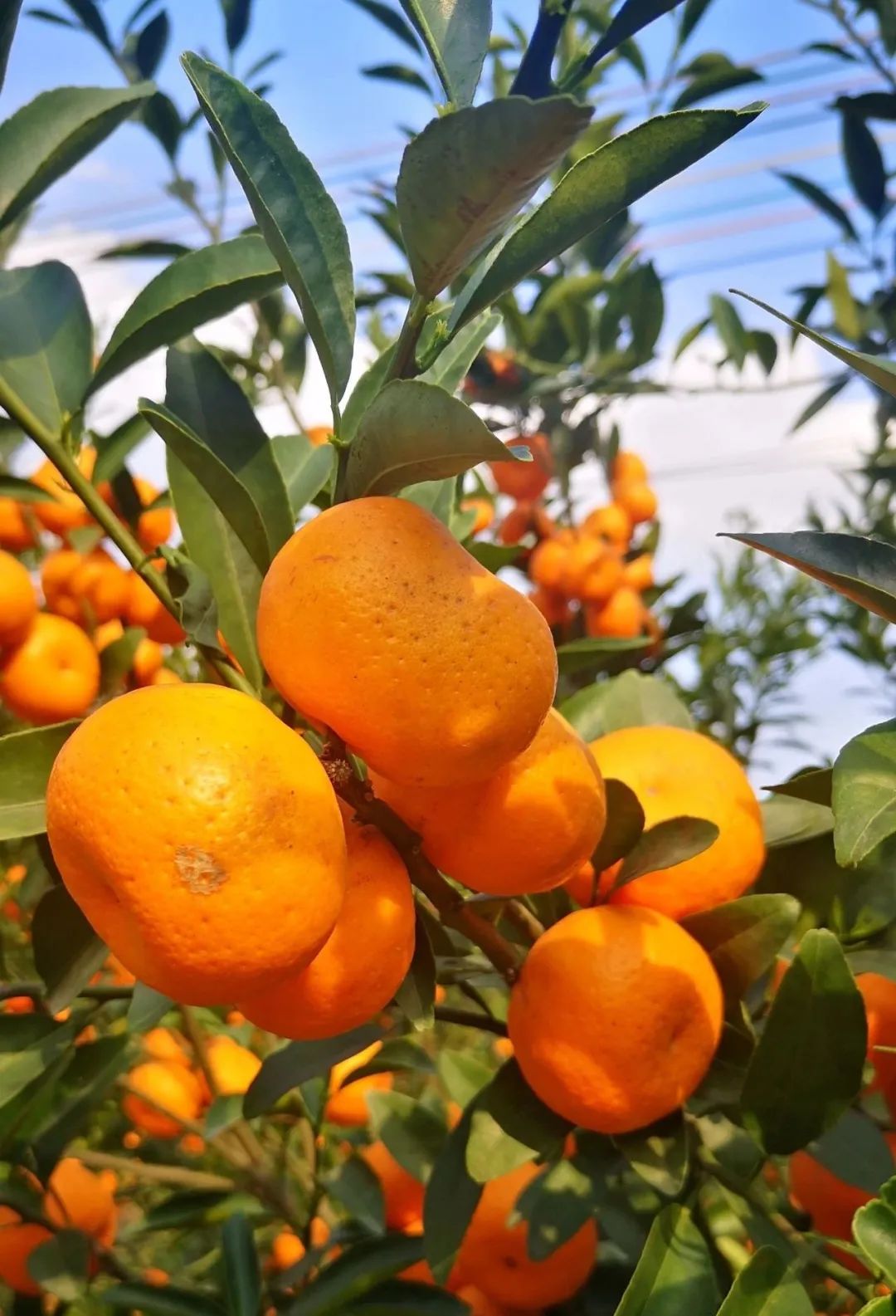 龙门副县长直播卖年桔,一场成交130单