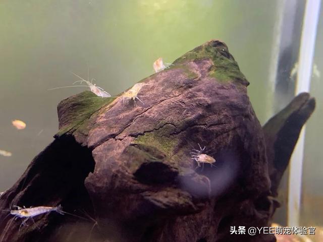 該不該給魚缸清褐藻,一個缺點,讓人不能接受|褐藻|魚缸|綠藻_新浪新聞