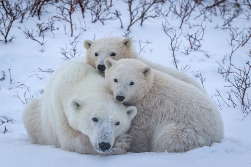 白色熊类有哪些品种 白灵熊与北极熊的区别