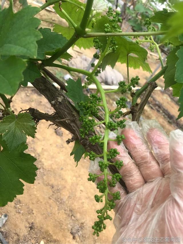 广西平果县夏黑葡萄花穗,网友:太漂亮了