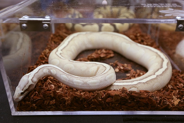 濒危动物球蟒被邮寄贩卖最高检督促邮政部门整治快递行业