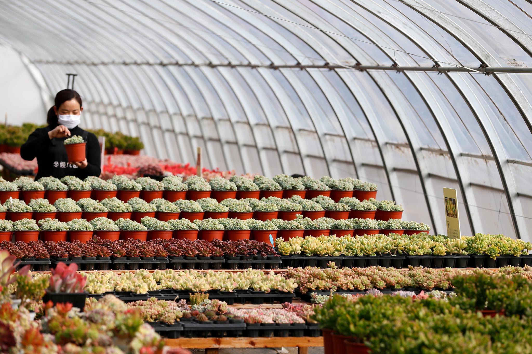 山东即墨:花卉大棚劳作忙