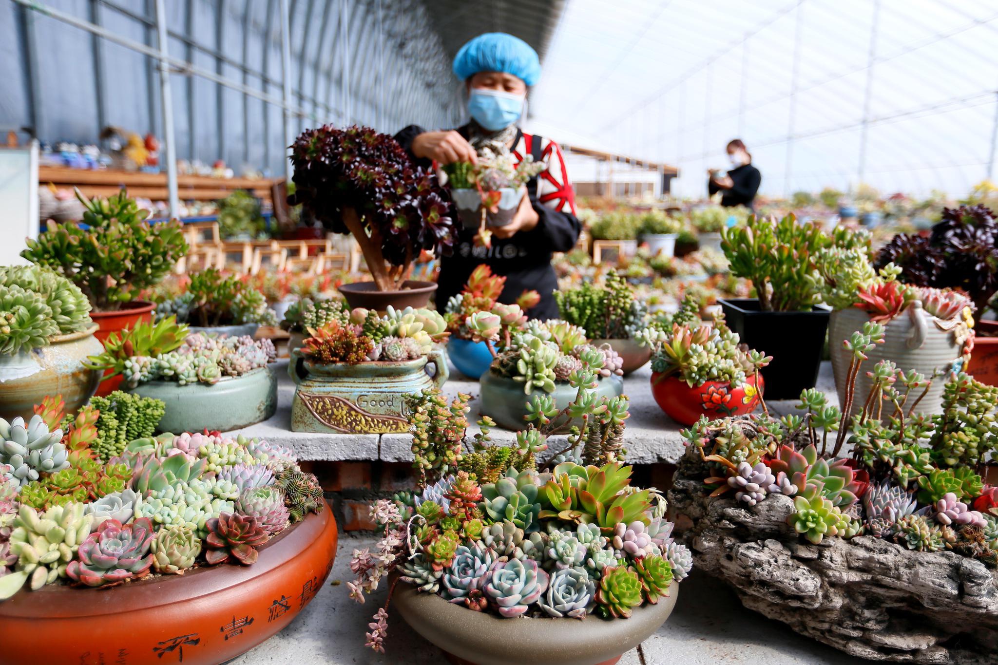 山东即墨:花卉大棚劳作忙