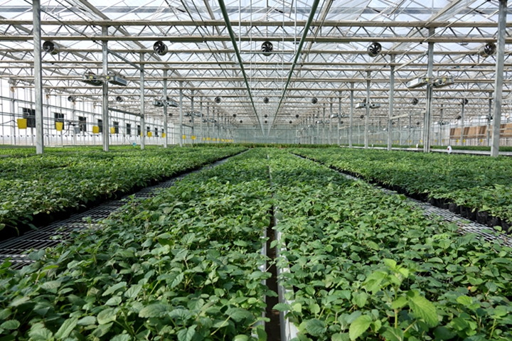 药都安国探访涉疫情中药饮片销量增加中药材生产种植有序推进