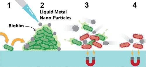 细菌生物膜与慢性创面感染的关系|生物膜|微生物|新冠肺炎_新浪新闻