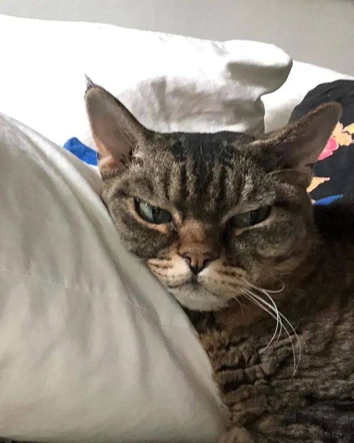 又一只长相超凶的猫,在网上走红了