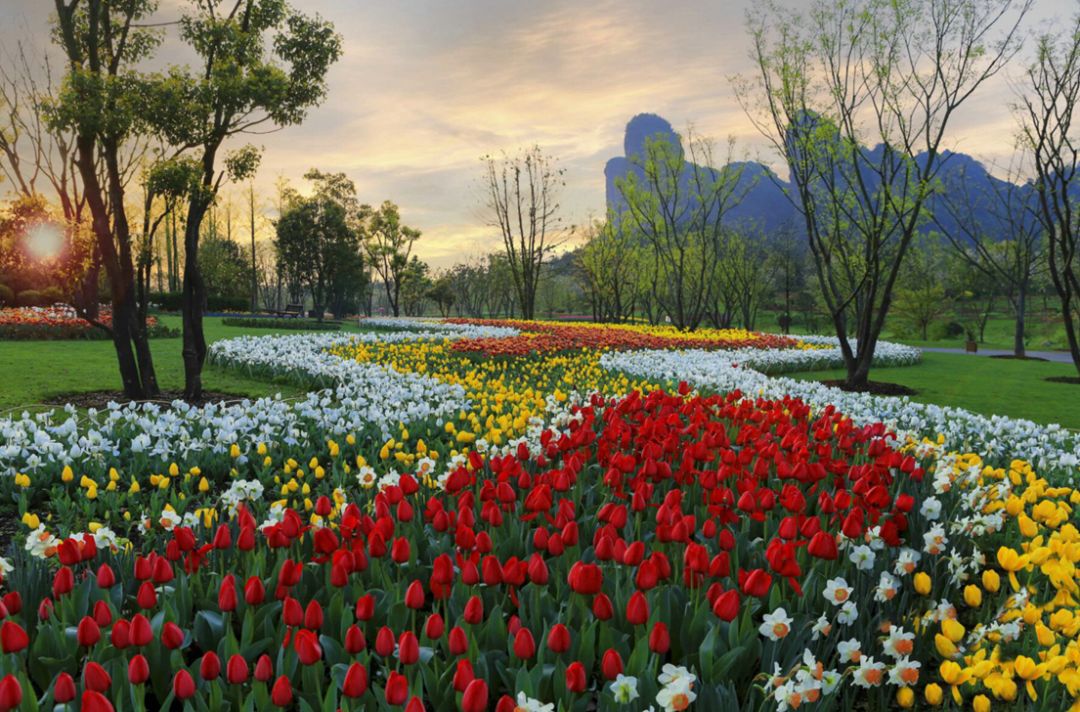 千亩郁金香花海花语世界的郁金香被温暖的春风吹"醒"了鹰潭最大规模的