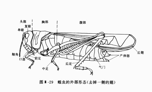 蝗虫集群出动成灾竟是为了避免被同类吃掉