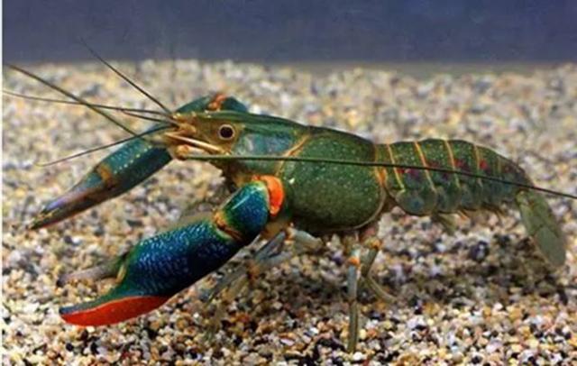 浙江省淡水水产研究所疫情防控期间技术指导手册九——红螯螯虾池塘