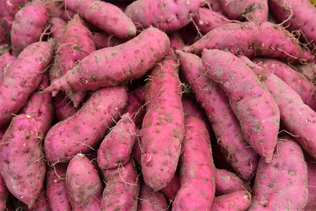 为土产品擦亮金招牌海口美兰三角宁地瓜提升品牌竞争力