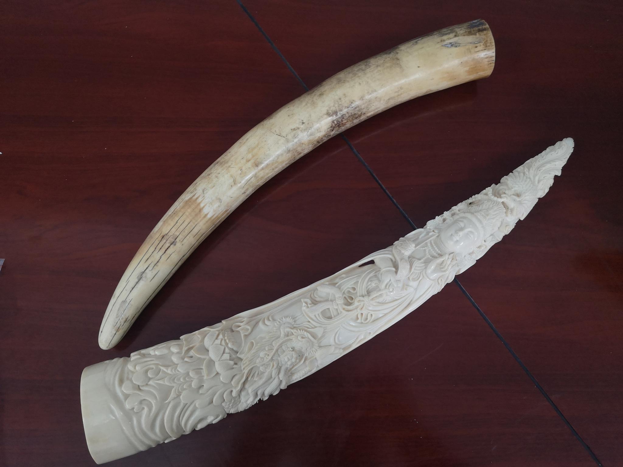 近千根高鼻羚羊角如何流入黑市透视走私交易珍稀濒危野生动物制品地下