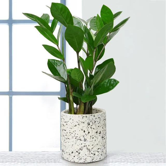 金钱树在春天有小脾气顺着才能养好