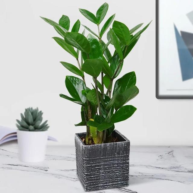 金钱树在春天有小脾气顺着才能养好