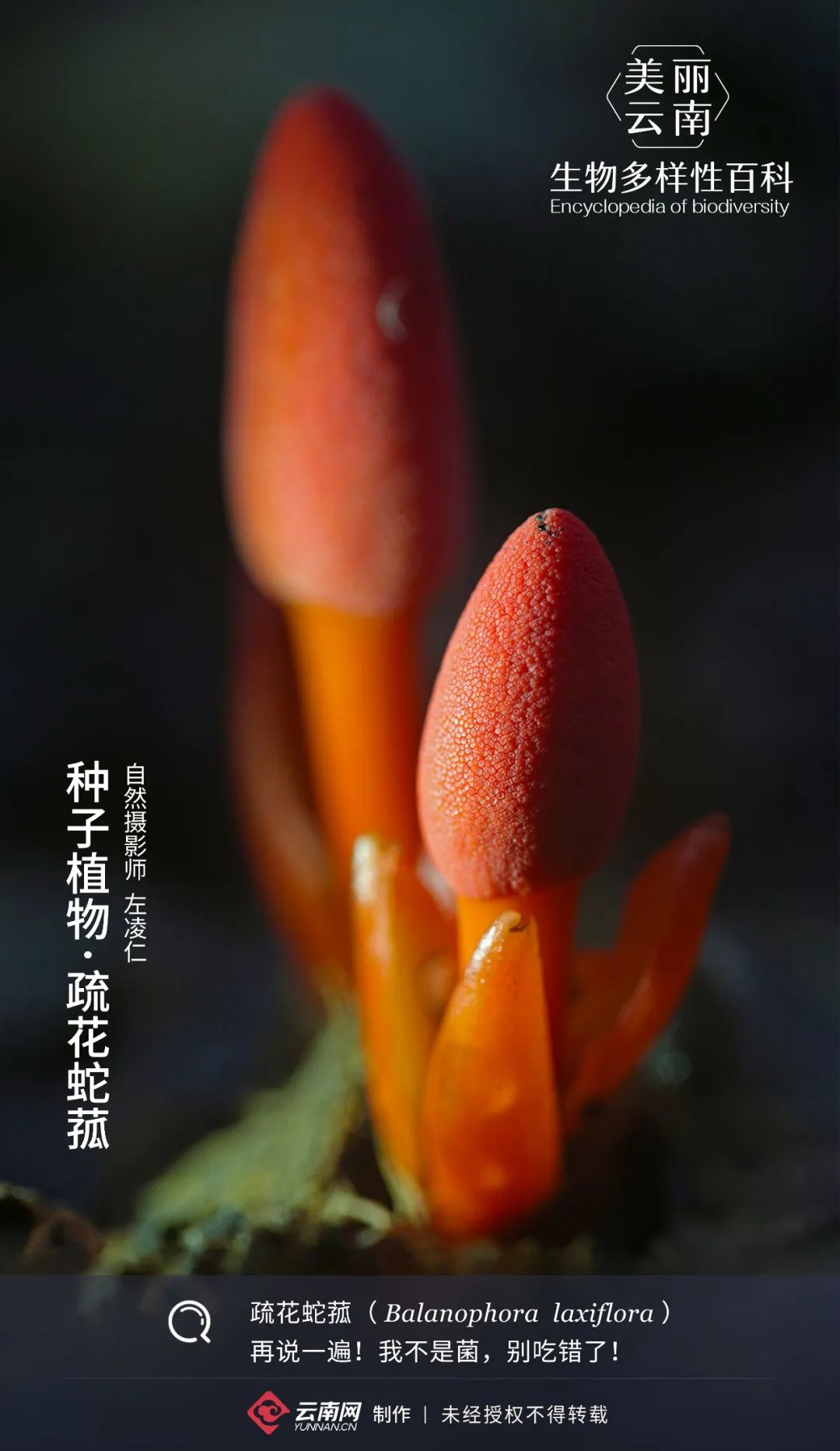 【生物多样性百科】种子植物·疏花蛇菰: 我不是菌,别吃错了