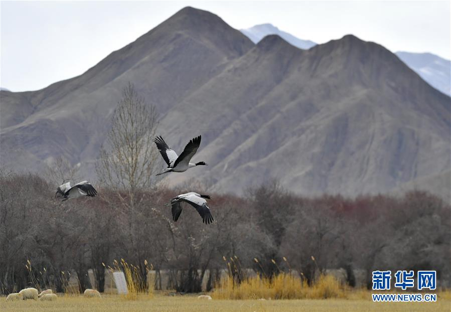 日喀则:湿地鹤舞