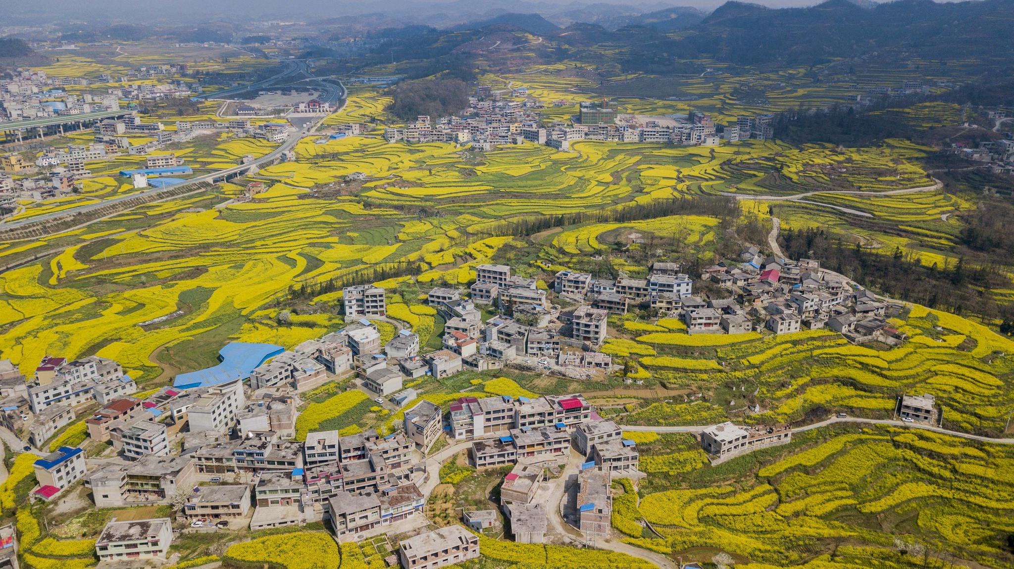 贵州安顺:菜花飘香田园美