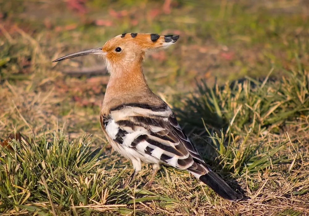 鸟儿都会提醒你不要错过死线了