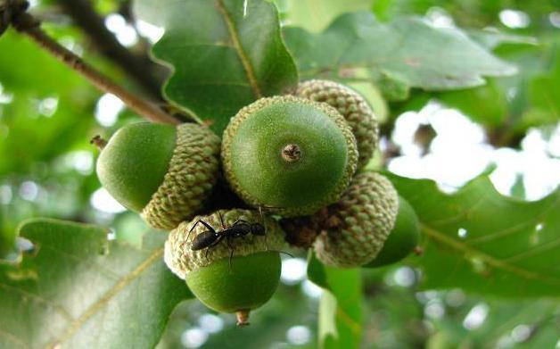 在山上才有,而很多人心里比较怀念的应该就是小时候经常捡的苦栗子,它