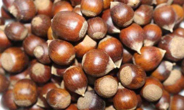 过年吃的小坚果山上可有一大片随便捡捡就是一大包