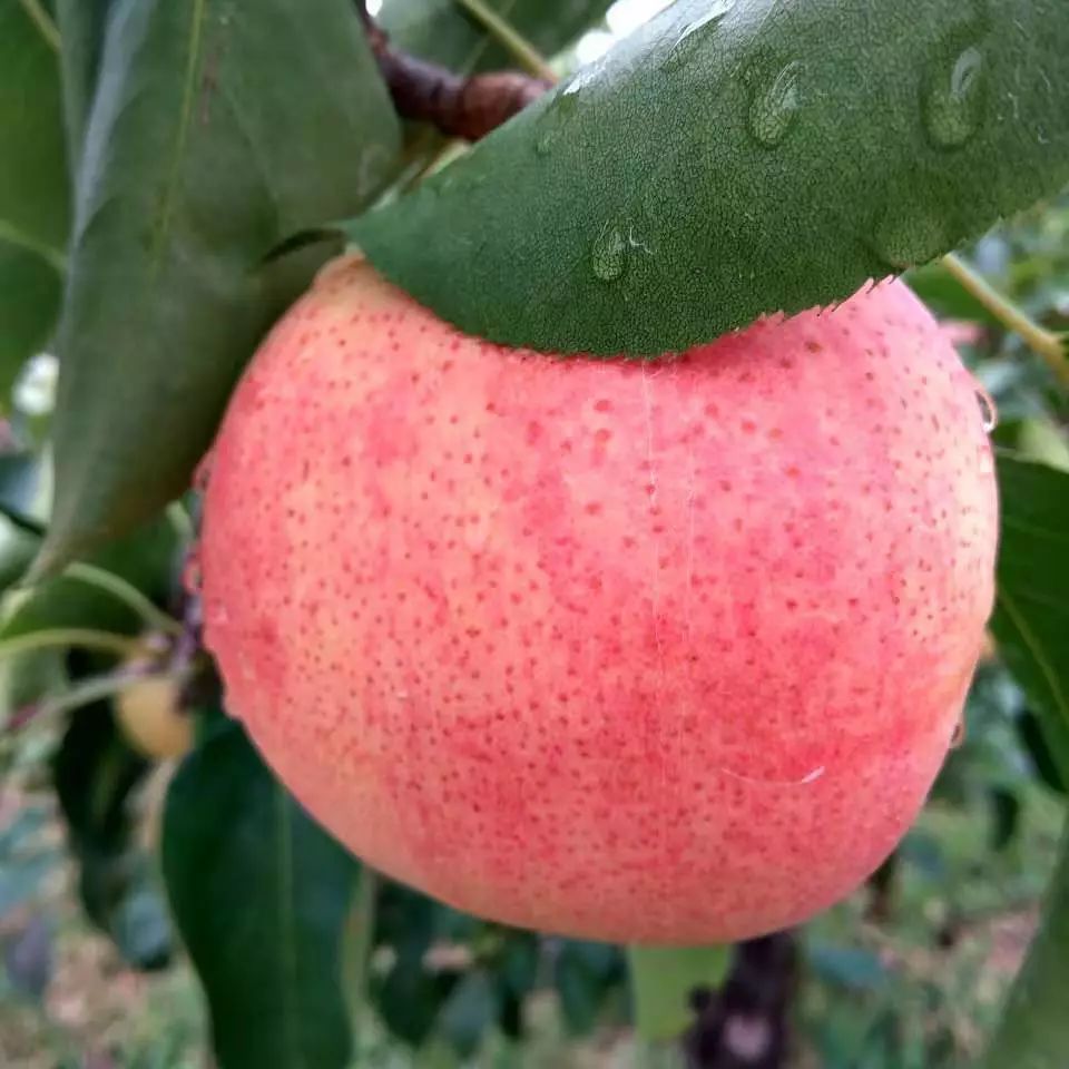 佛见喜梨诞生地——平谷区茅山后村