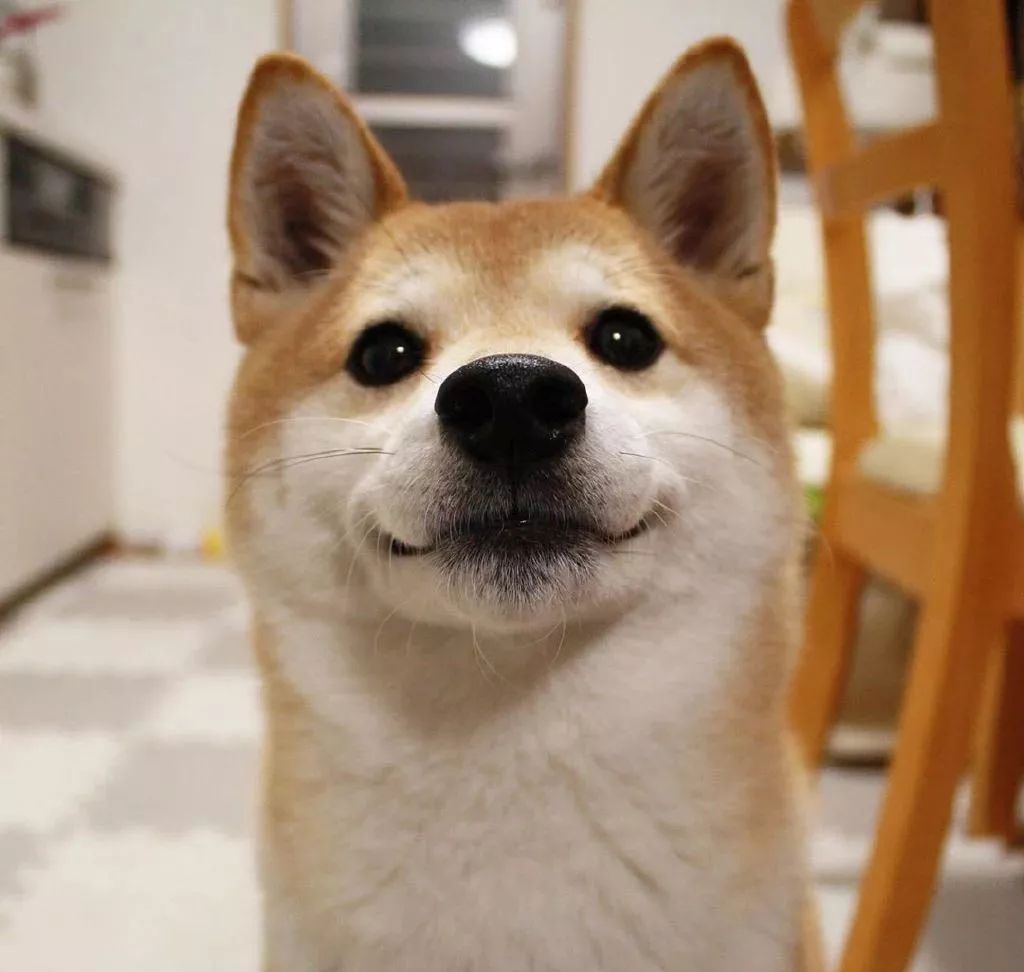 胡麻|三色|可爱_新浪新闻