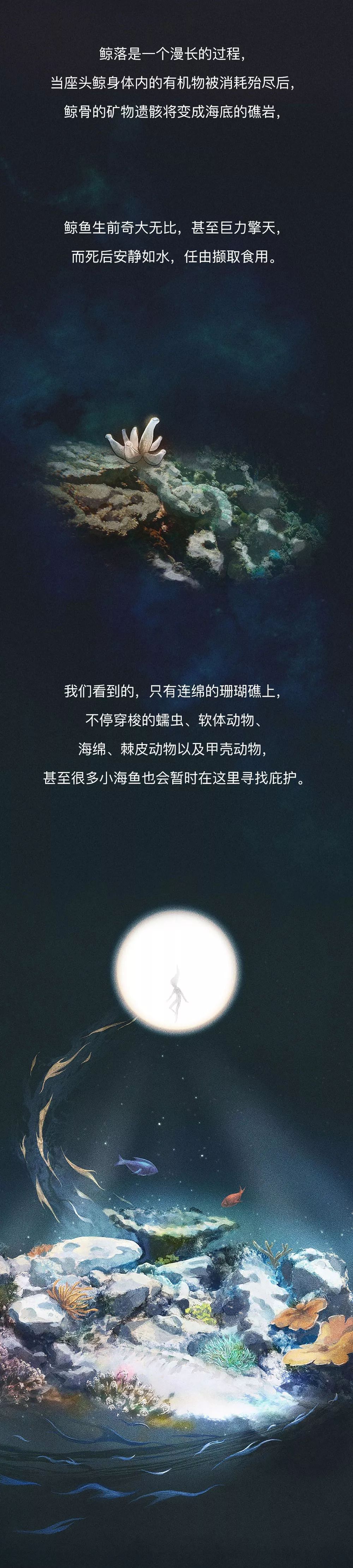 巨鲸落万物生