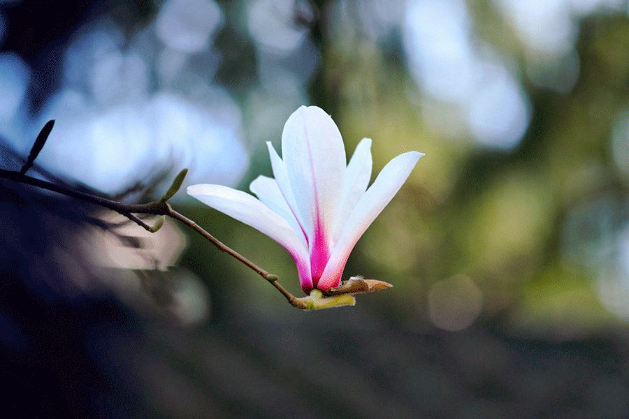 立春|春暖花会开,否极泰将来|视觉中国_新浪新闻