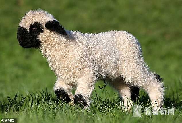 瓦莱黑鼻羊是瑞士瓦莱地区培育的一种肉羊品种,属冰川山羊的一种,生活