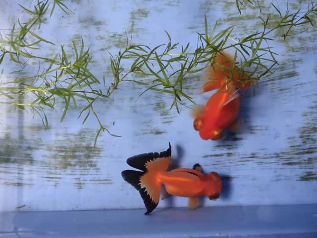 繁殖小金鱼不是难题 没必要去看理论知识 操作几次就会了 小金鱼 鱼卵 鱼友 新浪新闻 繁殖小金鱼不是难题 没必要去看理论知识 操作几次就会了 小金鱼 鱼卵 鱼友 新浪新闻