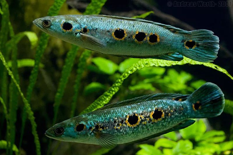 如原产于东南亚的小盾鳢(channa micropeltes),在水族