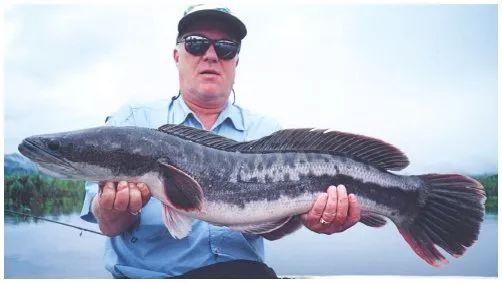 小盾鳢,我能盯着看一上午.