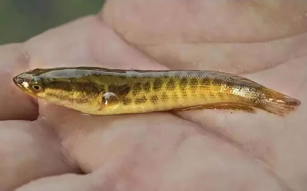 超凶的水中小霸王,做成酸菜鱼果然格外美味|黑鱼|尾鳍_新浪新闻