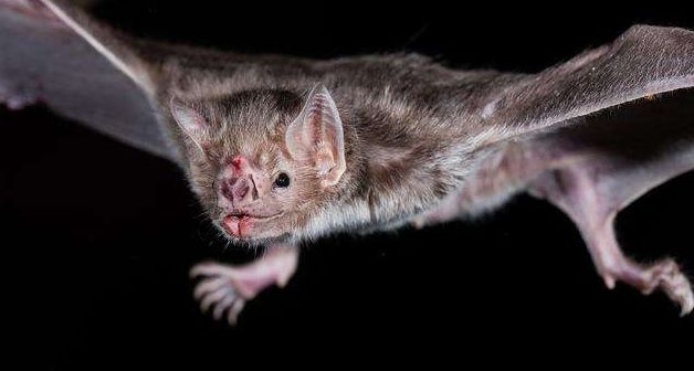 埃博拉病毒|传染病_新浪新闻