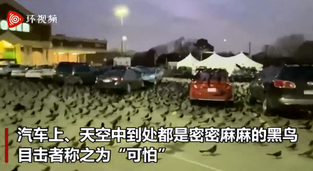 恐怖片？美国一购物中心停车场被数千只黑鸟占领 似“末日”场景
