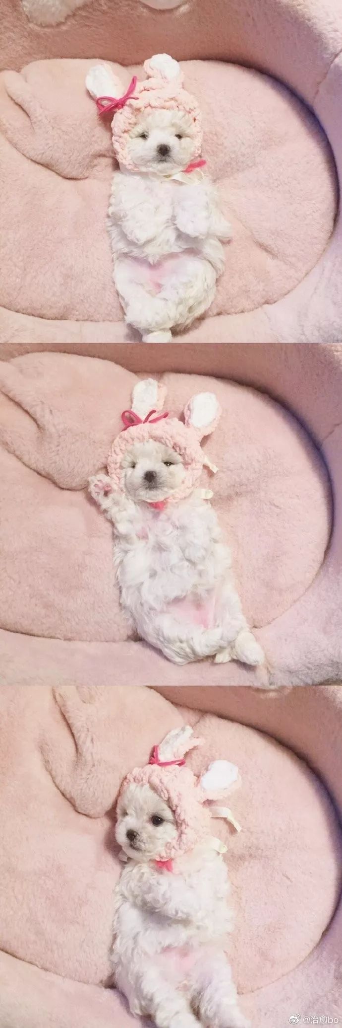 这才是猛男该看的东西!狗子超乖像是布娃娃!