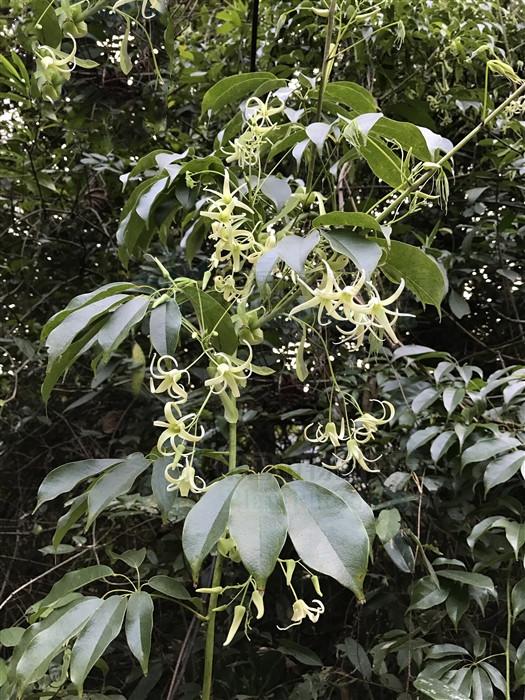 野木瓜,见过吗?能调气补虚,止痛,主治风湿骨痛,肾虚腰痛