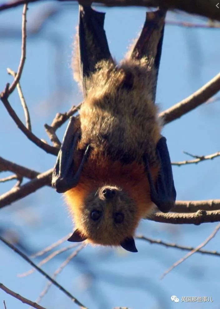 就像rachel博士所说,同为哺乳动物,狐蝠们其实比人类更脆弱:"它们很