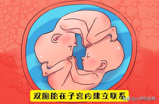 5,双胞胎在子宫内建立联系在《科学》杂志发表的一项 研究中,研究了