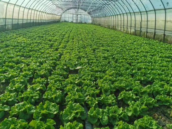 浦东蔬菜基地直送各方努力保障市民所需