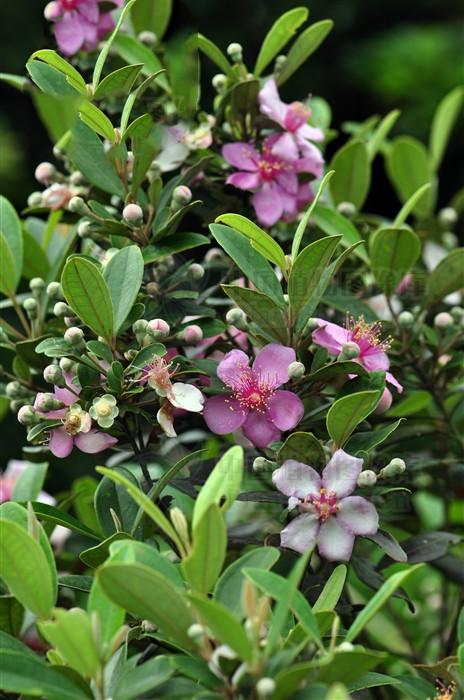 桃金娘来源产地桃金娘科植物桃金娘.,以根,叶和果入药.