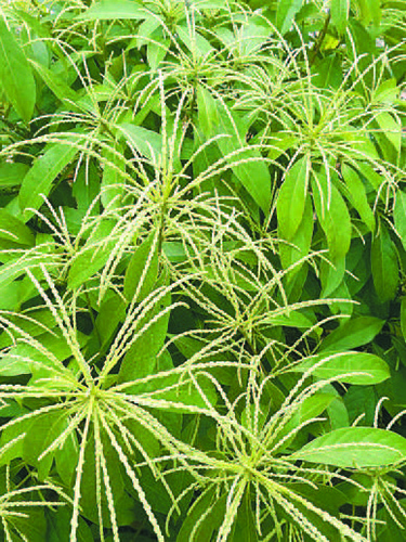 木姜叶柯天赐甜茶