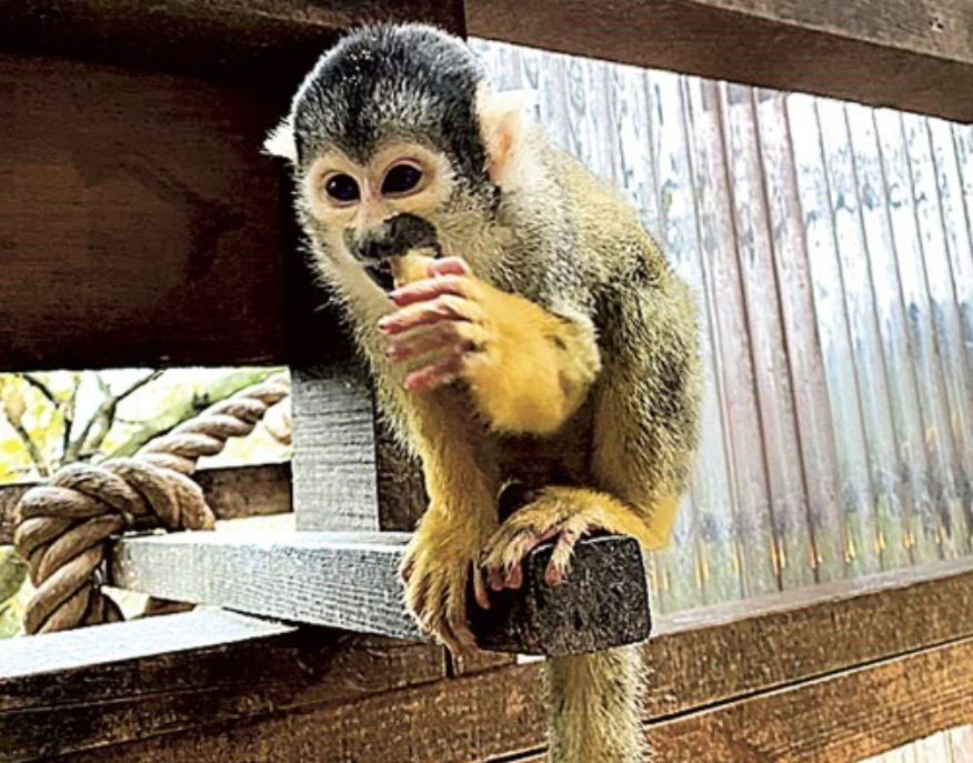 图源：静冈新闻