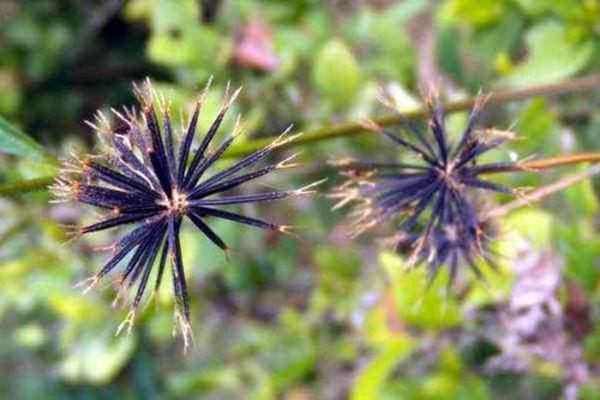 农村一种野草叫鬼针草最喜欢黏在人身上其实价值高是个宝