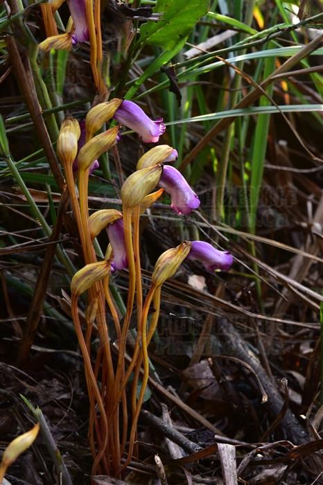 一年生寄生草本,高约15厘米,体内无叶绿素.