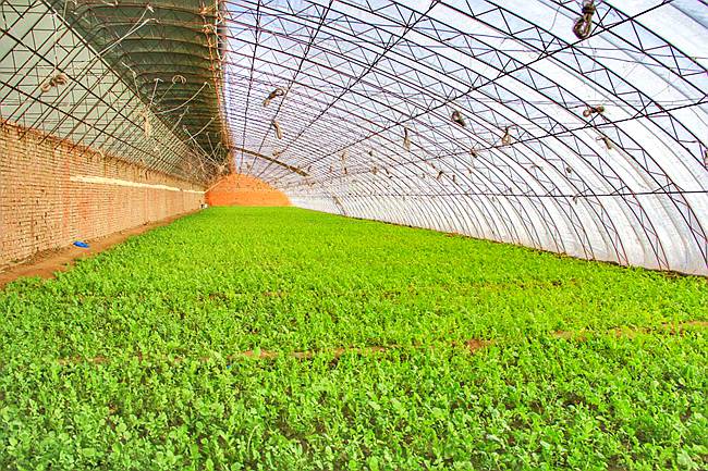 前郭看紧百姓的"菜篮子""米袋子"