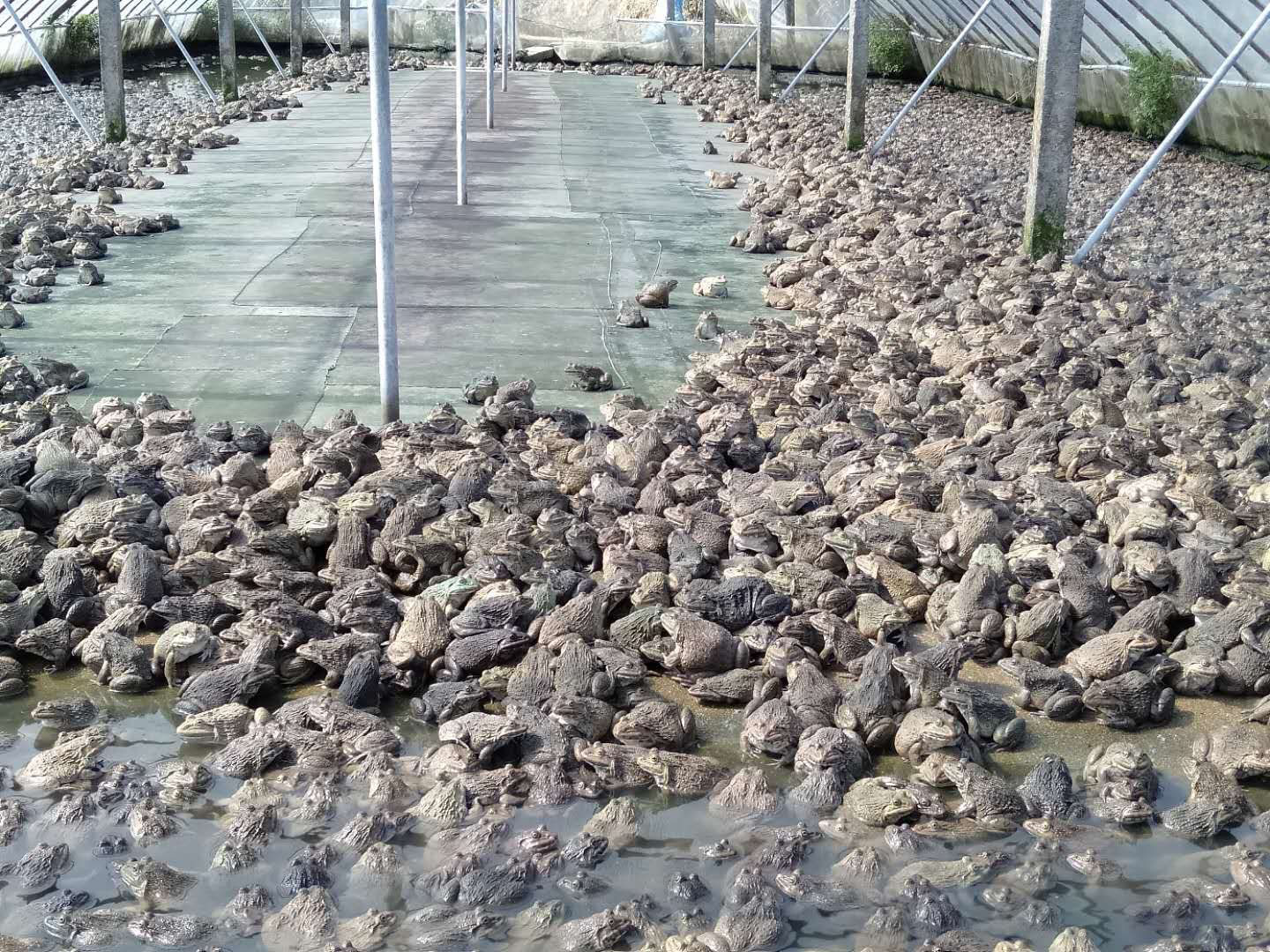 广东两千万斤泰国虎纹蛙压塘,专家:建议给养殖户一定缓冲期