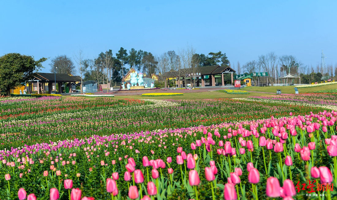 航拍成都第一抹花海,部分园区限流开放|石象湖|新津_新浪新闻