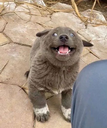 这只小狗狗最近火了,它长得像黑熊,但疯起来又像二哈,笑翻了!