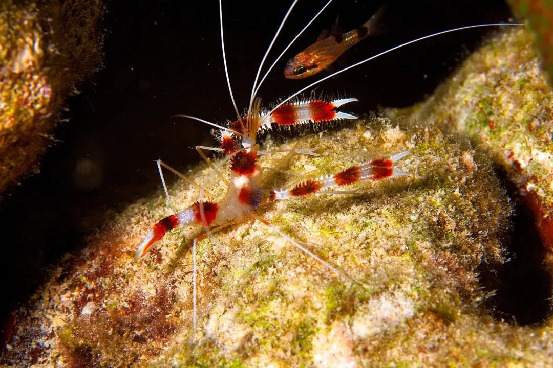 美人虾颜值这块我捏得死死的做保洁也是