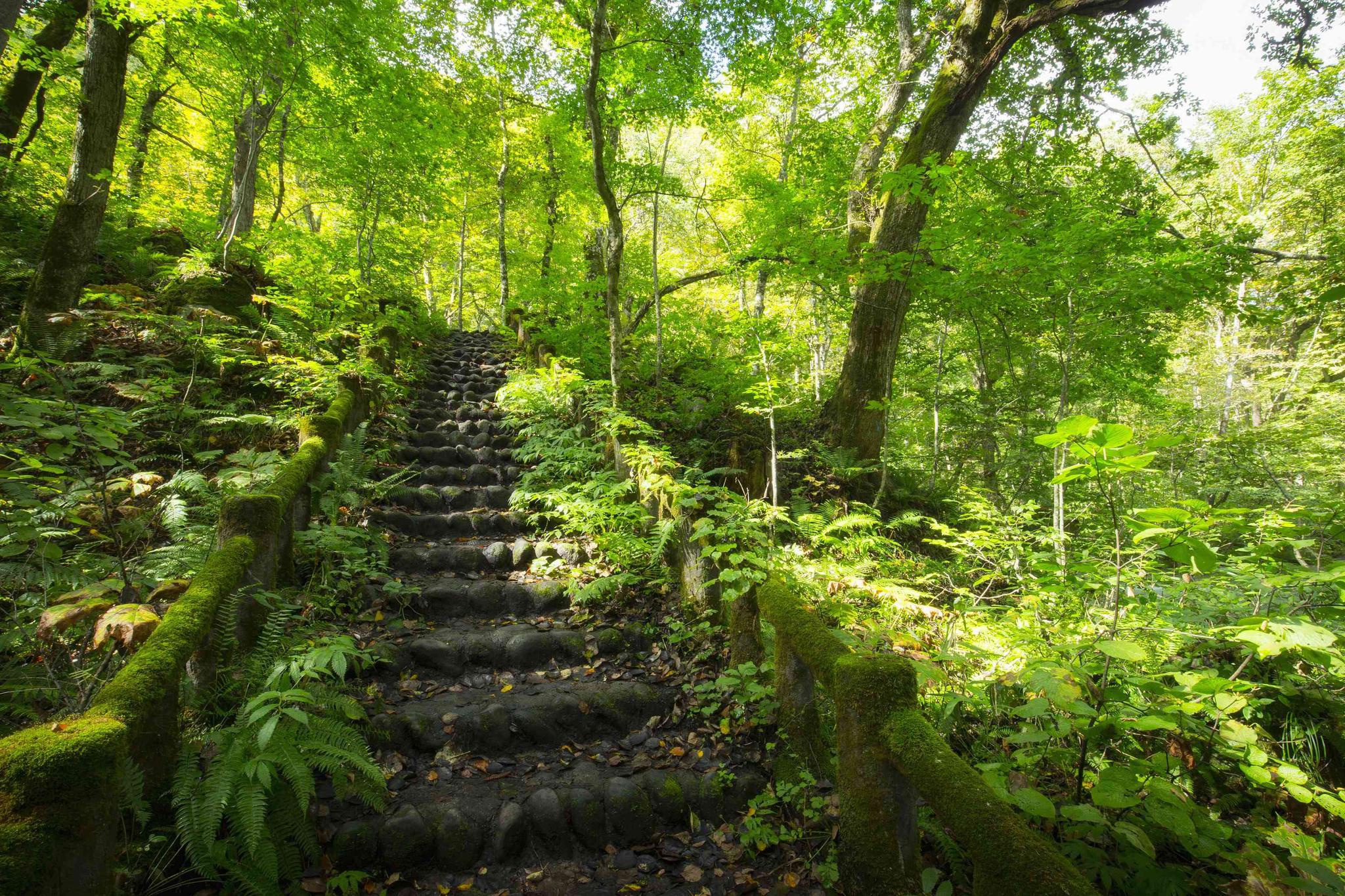 到此一游|深入日本青森县,邂逅苔藓组成的微观森林